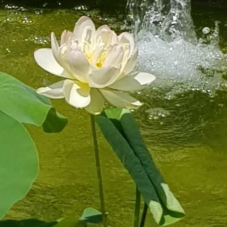 Feriehus La Voliere *